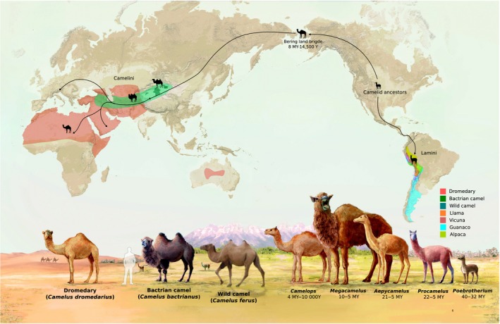 Camels, Human Migration & Extinction - Nicole Anstedt-Vampyre. Author